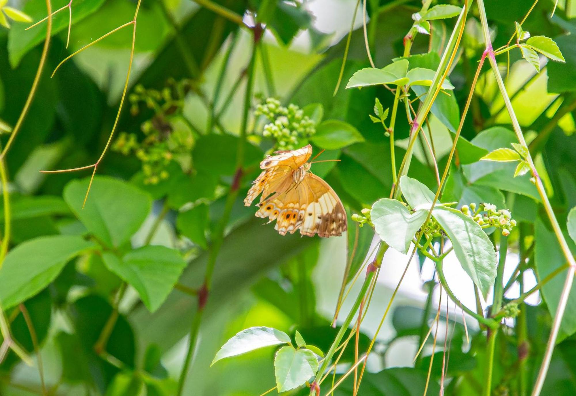 Water To Forest Ecolodge โลบก ภายนอก รูปภาพ